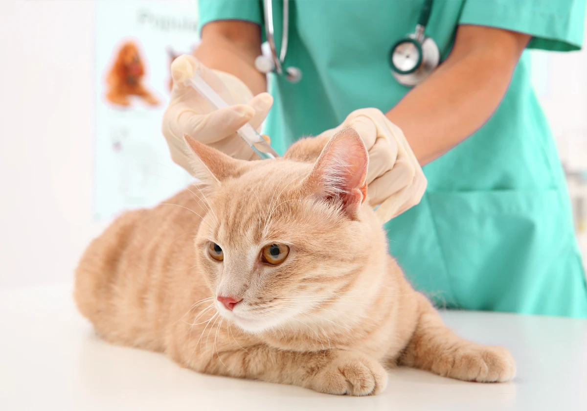 Veterinary Accounting Services